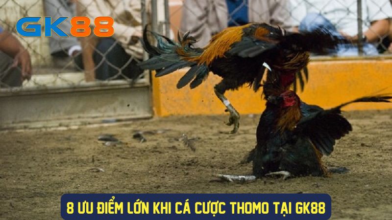 Ưu điểm của đá gà trực tiếp Thomo