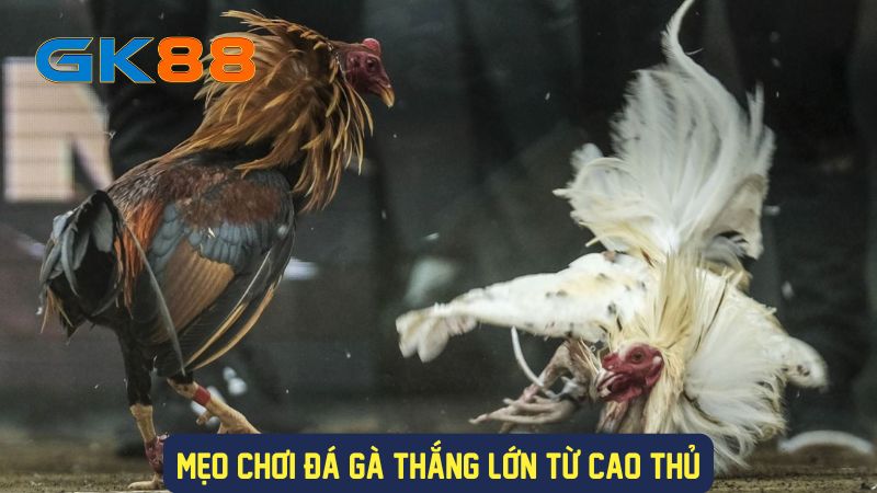 Mẹo cá cược đá gà Thomo